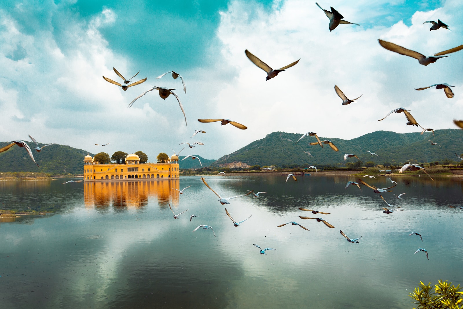 birds flying over the lake during daytime