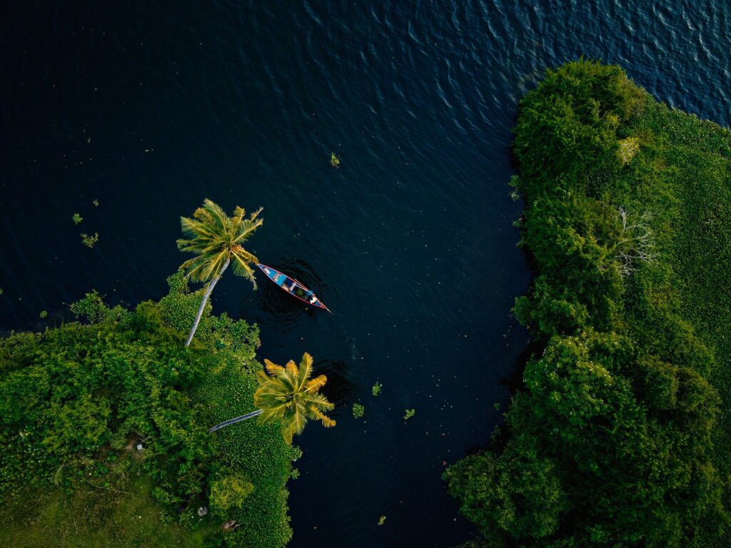 aerial view of green trees beside body of water during daytime