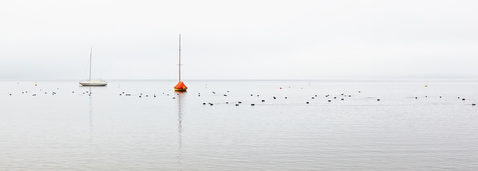 birds on body of water during daytime