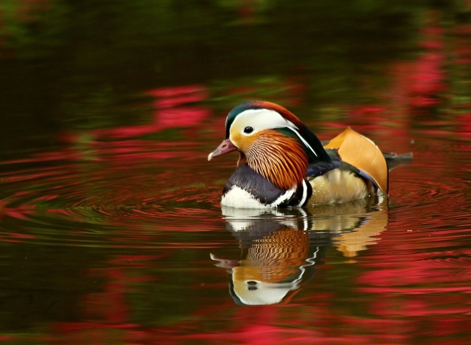 Beige Black Mandarin Duck on Red Waters during Daytime