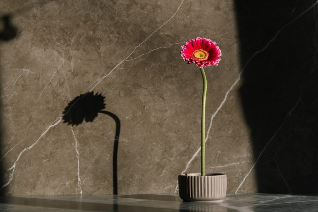 A Stem of Pink Gerbera Flower on a Gray Pot