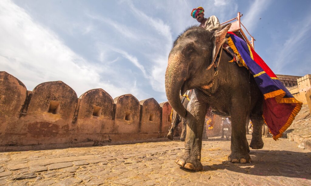 man riding on walking elephant at daytime