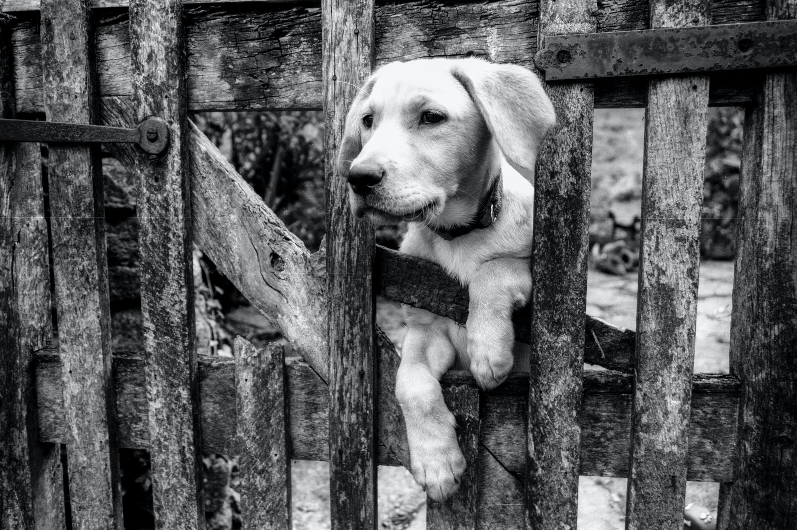 grayscale photo of dog on wooden fence