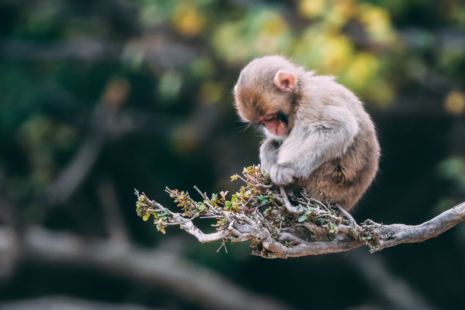 Close-Up Photo of Monkey on Tree Branch