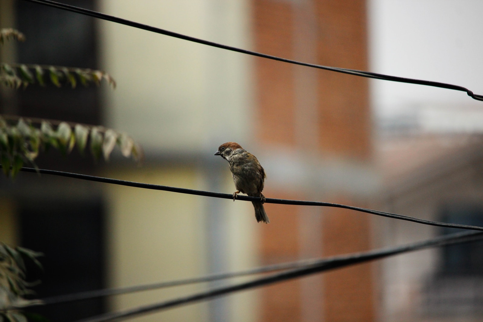 selective focus photography of brown bird