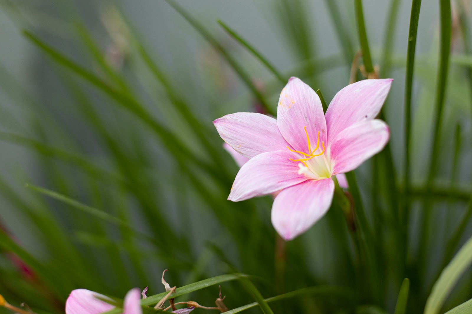 pink and white flower in tilt shift lens