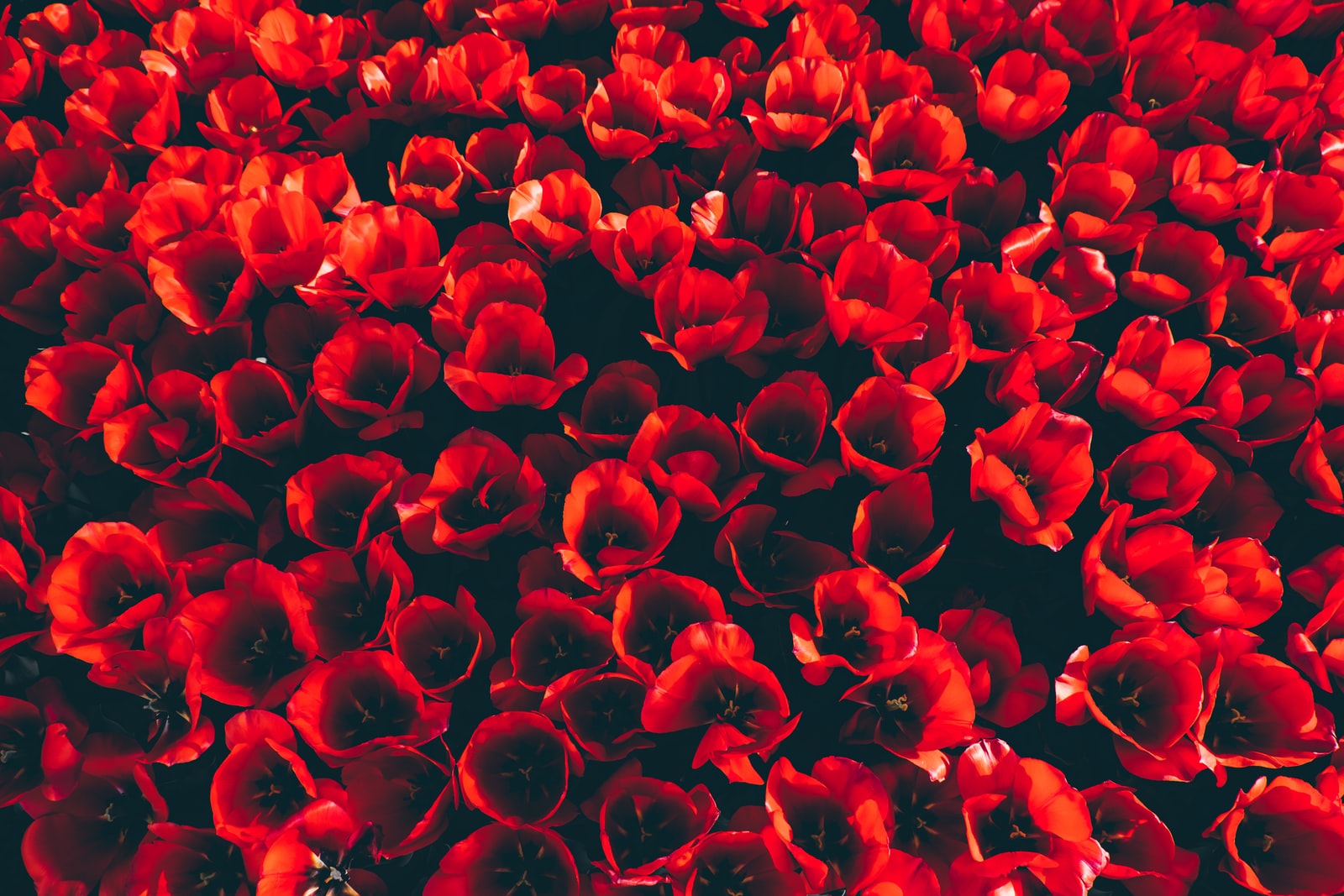 top view of red flowers