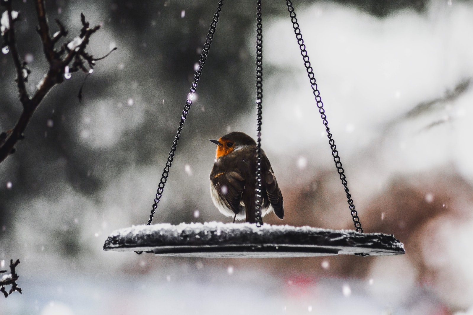 Bird in winter