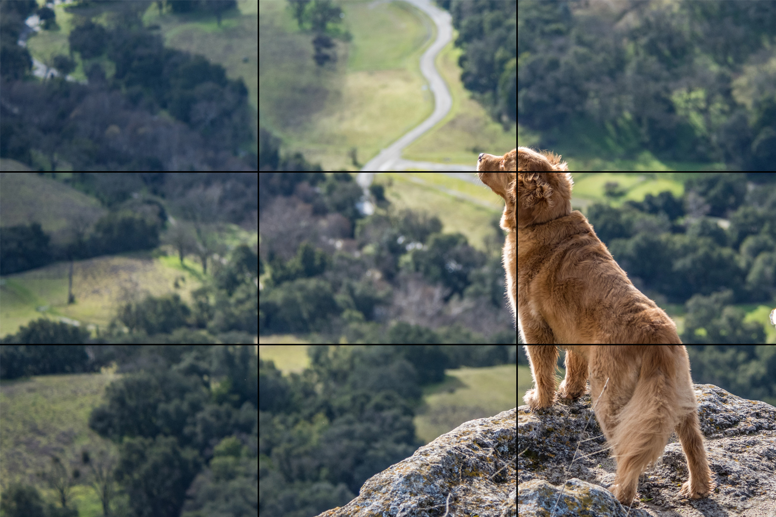 best tips to capture funny Wildlife Photos