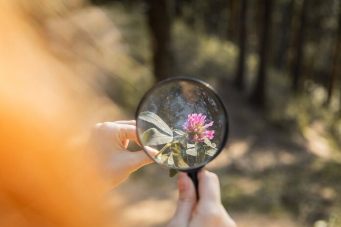The Beginner's Guide to Magnifying Glass Photography